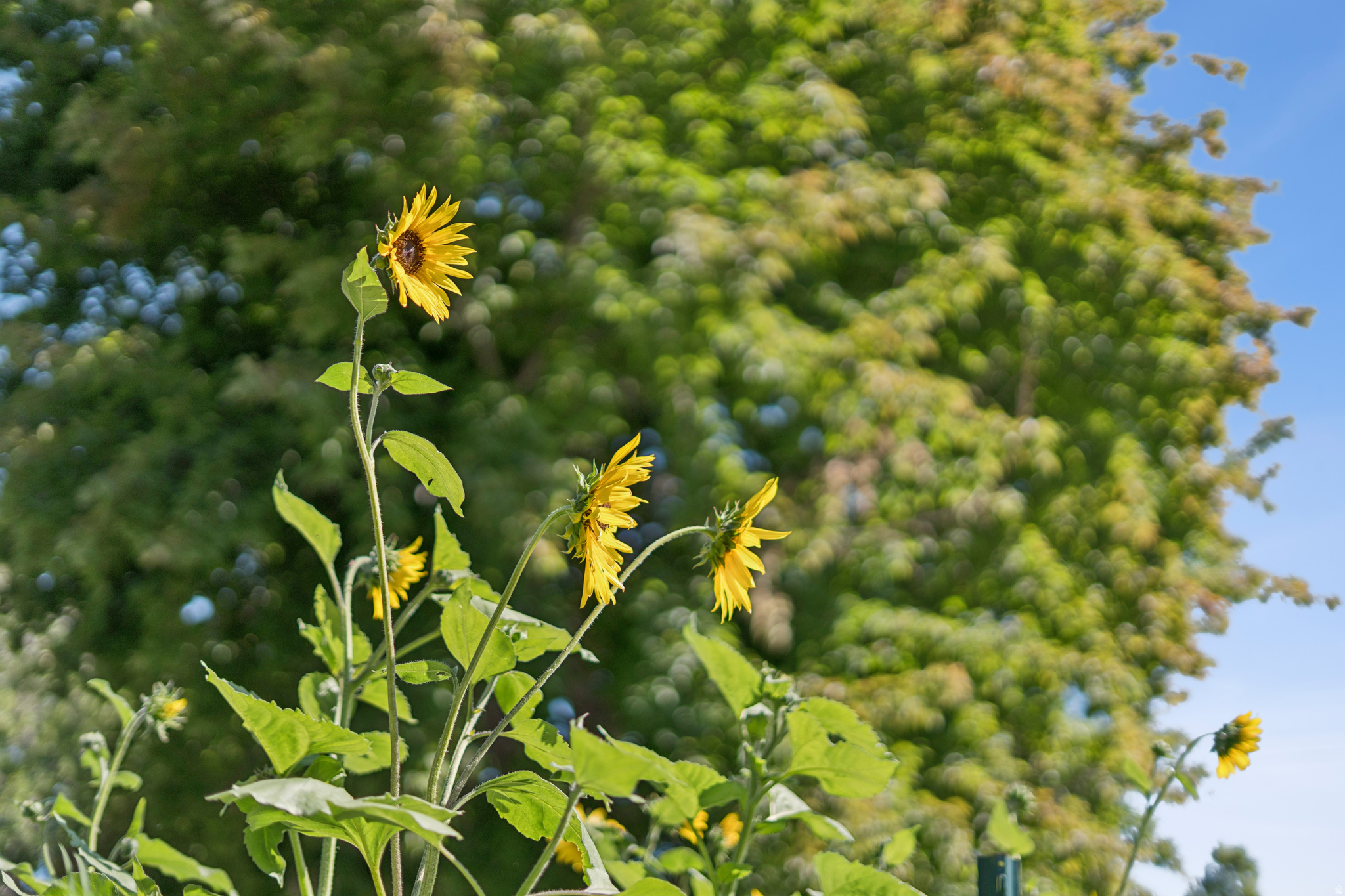 VILLA PARK - Residential