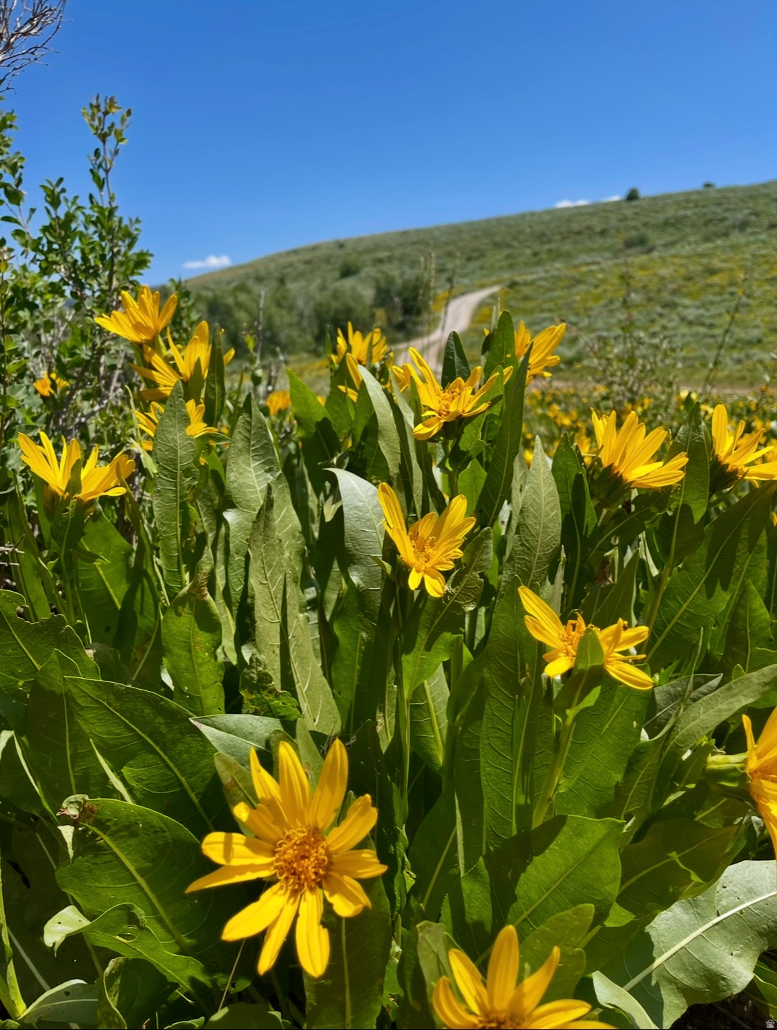 HARDWARE PARK MOUNTAIN ESTATES - Land