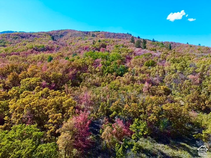 Mountainous terrain with diverse tree coverage, including evergreen and deciduous varieties