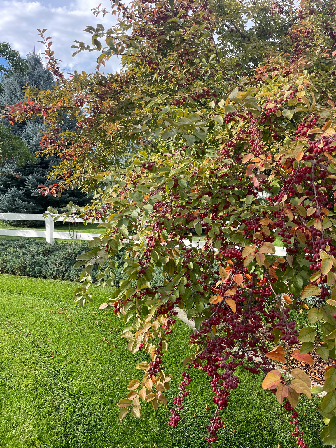 WOOD ESTATES - Residential