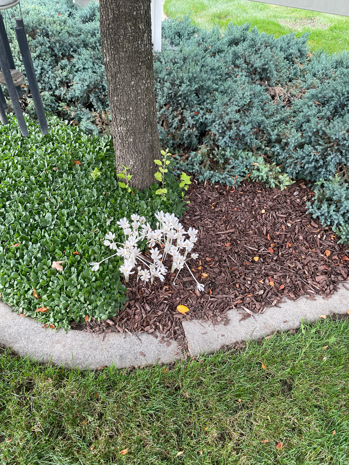 WOOD ESTATES - Residential