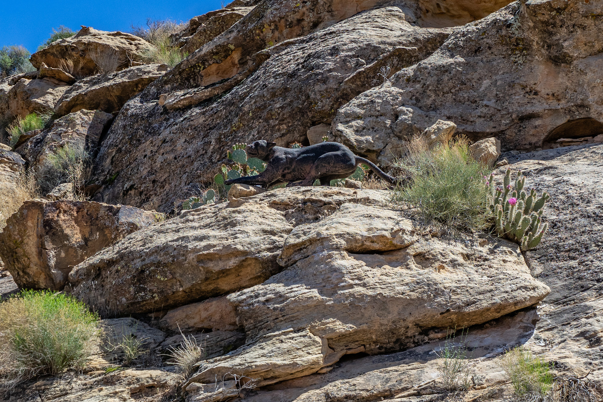 SIENNA CANYON AT WEBB HILL 1 - Residential