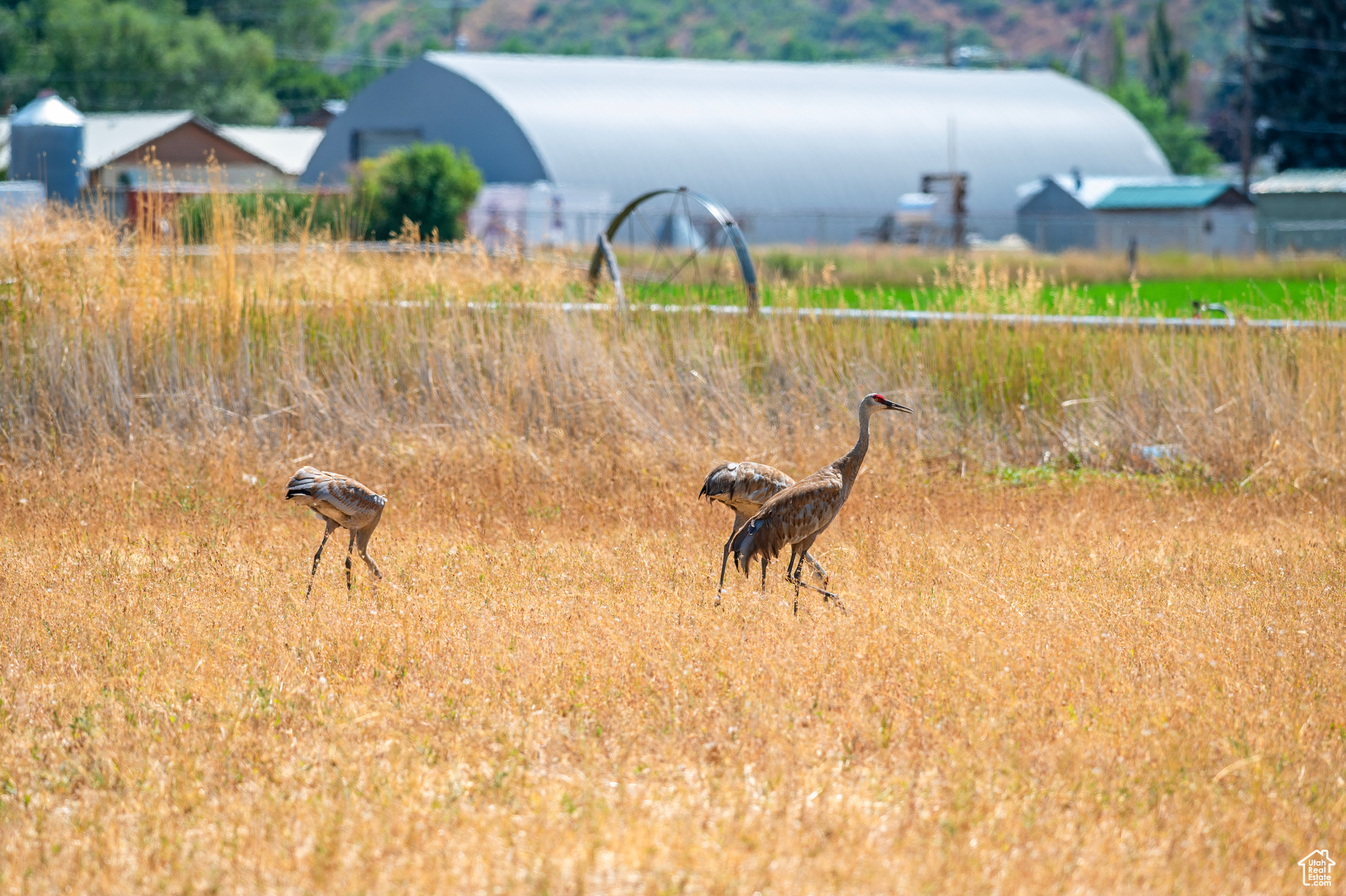 THREE FARM ESTATES - Residential