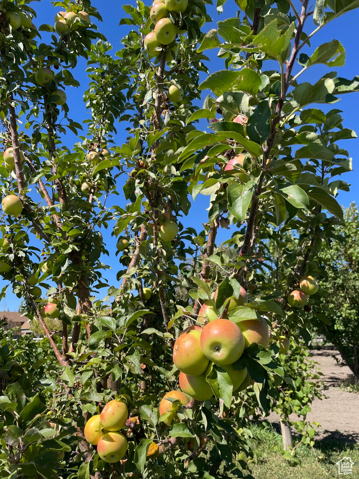 FORSBERG MINOR - Residential
