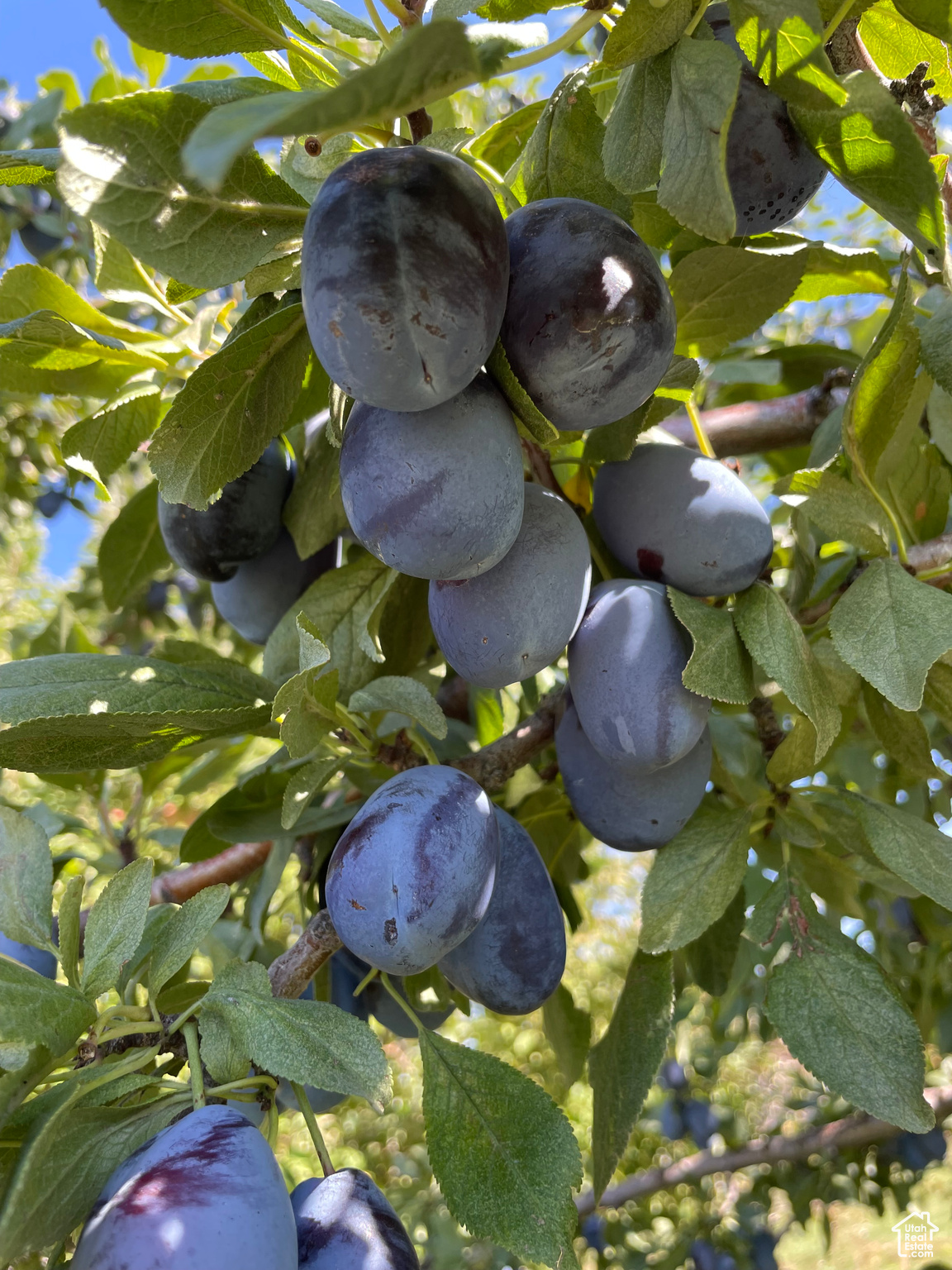 FORSBERG MINOR - Residential