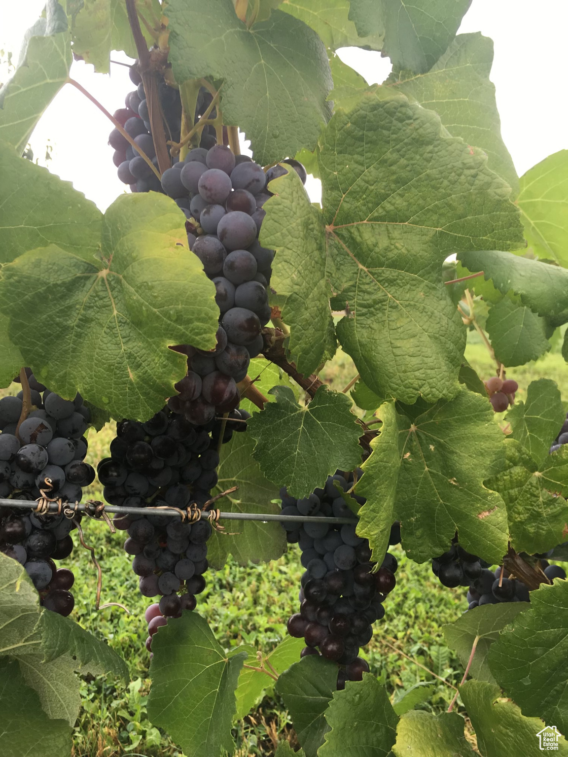 FORSBERG MINOR - Residential