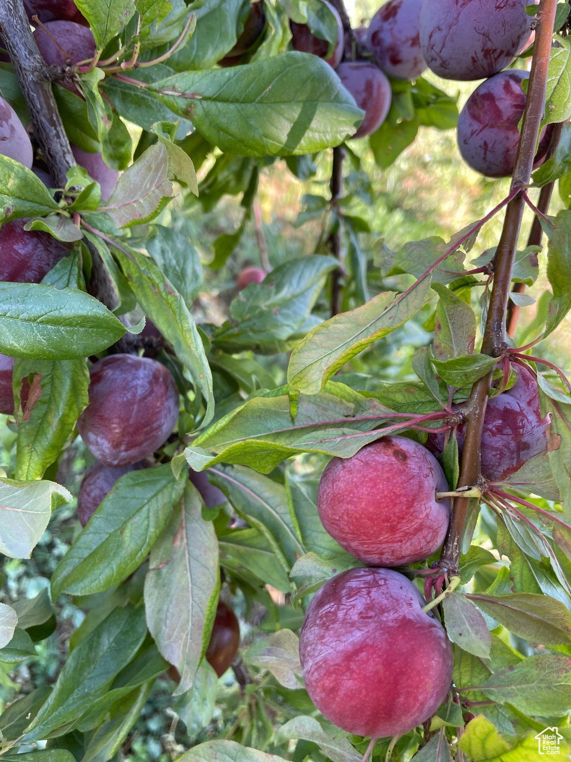 FORSBERG MINOR - Residential