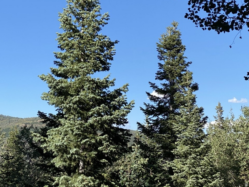 FOREST MEADOW RANCH - Land