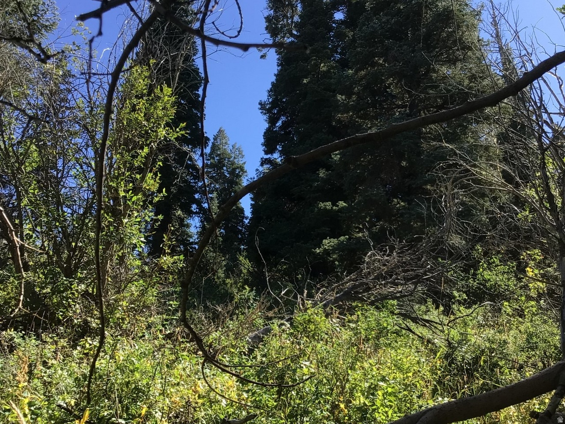 FOREST MEADOW RANCH - Land