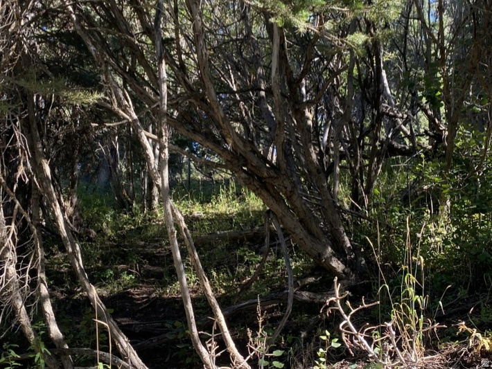 FOREST MEADOW RANCH - Land