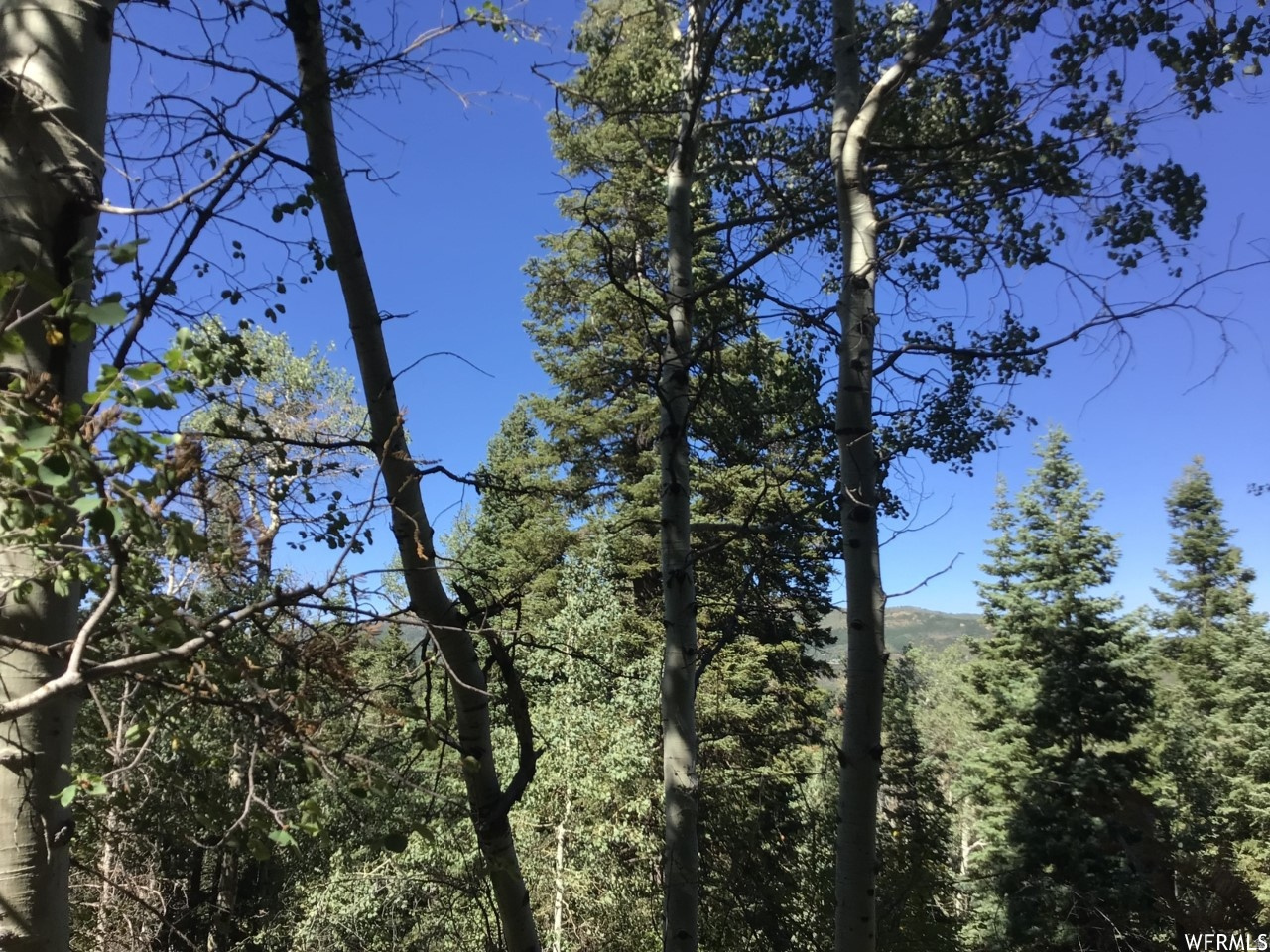 FOREST MEADOW RANCH - Land