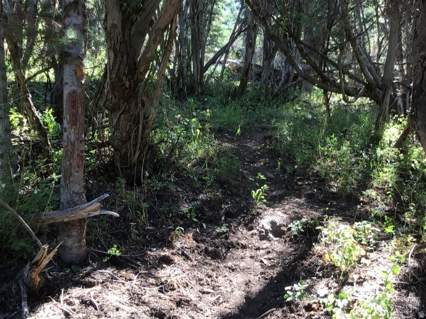 FOREST MEADOW RANCH - Land
