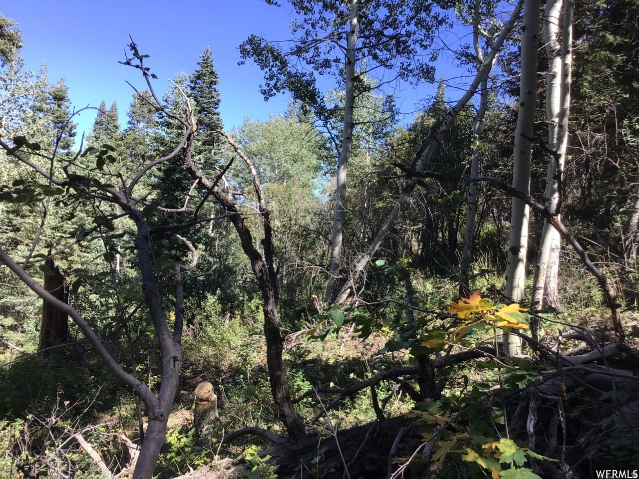 FOREST MEADOW RANCH - Land