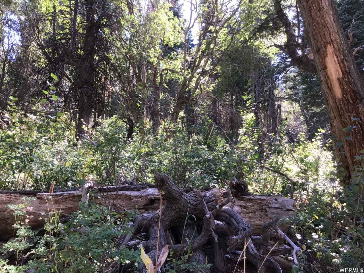 FOREST MEADOW RANCH - Land
