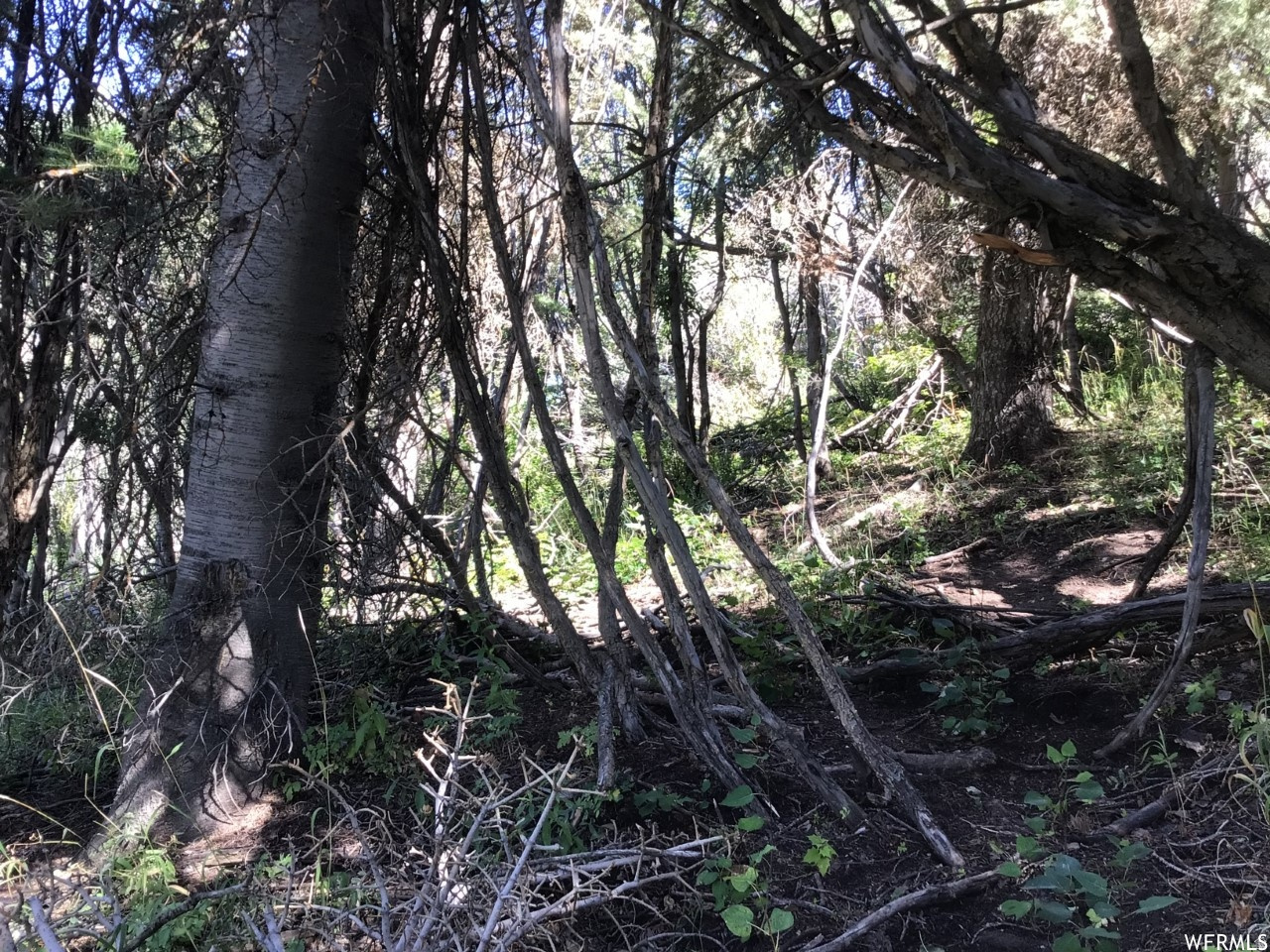 FOREST MEADOW RANCH - Land