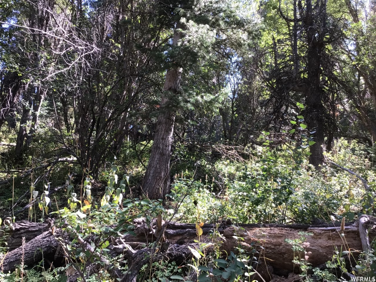 FOREST MEADOW RANCH - Land