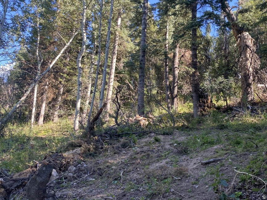 FOREST MEADOW RANCH - Land