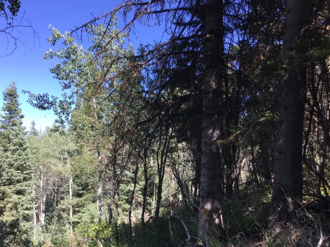 FOREST MEADOW RANCH - Land