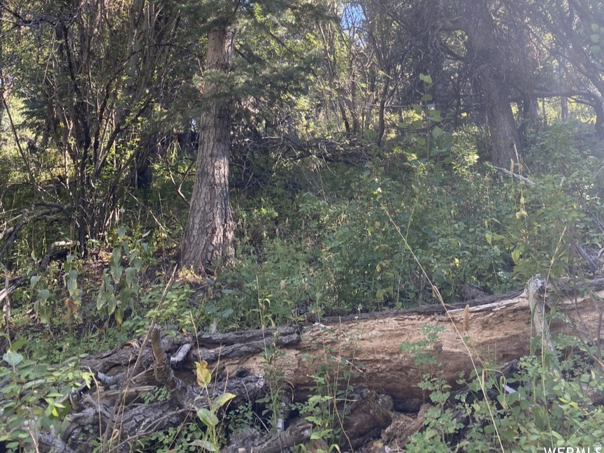 FOREST MEADOW RANCH - Land