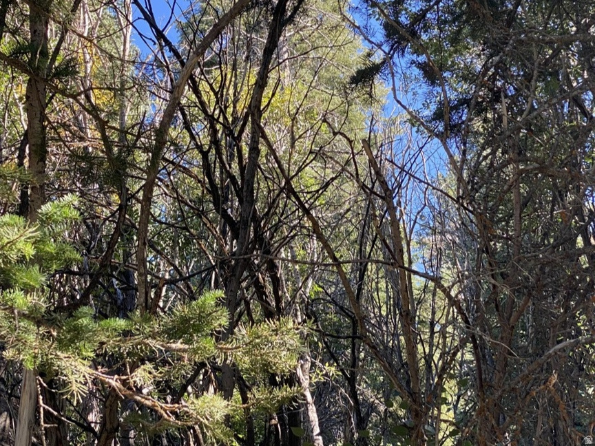 FOREST MEADOW RANCH - Land