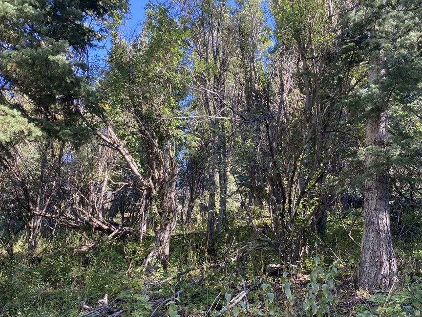 FOREST MEADOW RANCH - Land