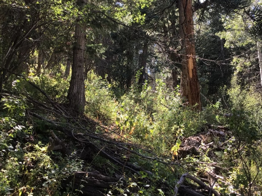 FOREST MEADOW RANCH - Land