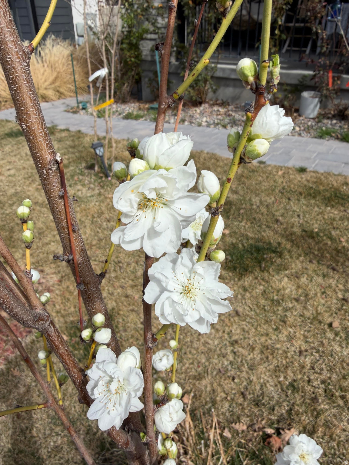 ROSECREST - Residential