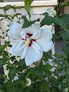 ROSECREST - Residential