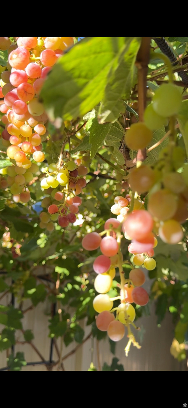 ROSECREST - Residential