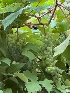 ROSECREST - Residential