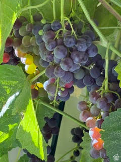 ROSECREST - Residential