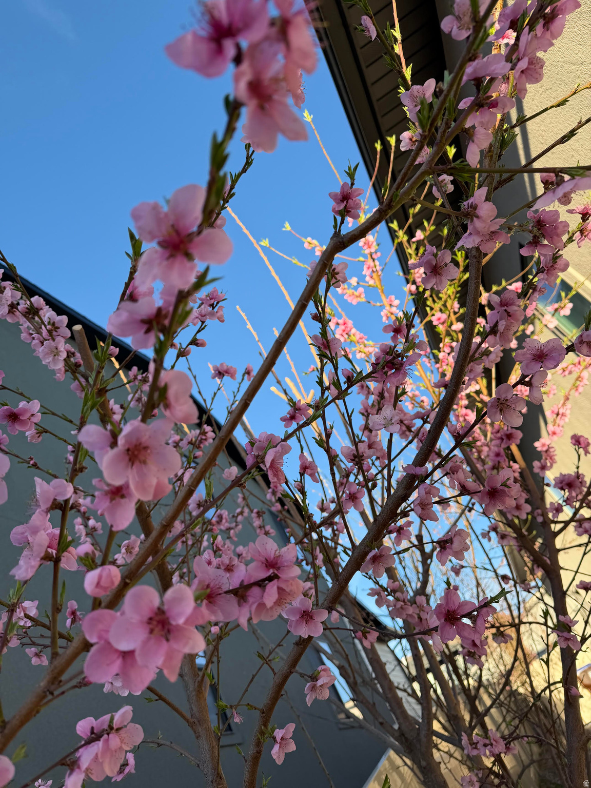 ROSECREST - Residential