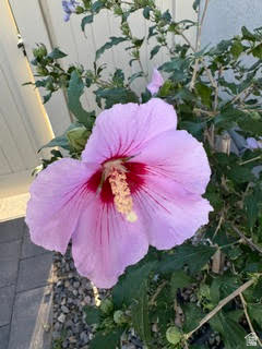 ROSECREST - Residential