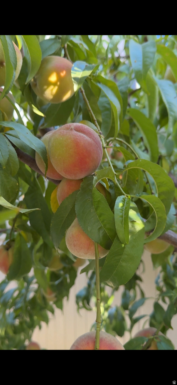 ROSECREST - Residential