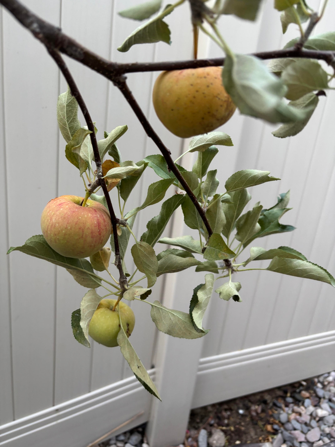 ROSECREST - Residential