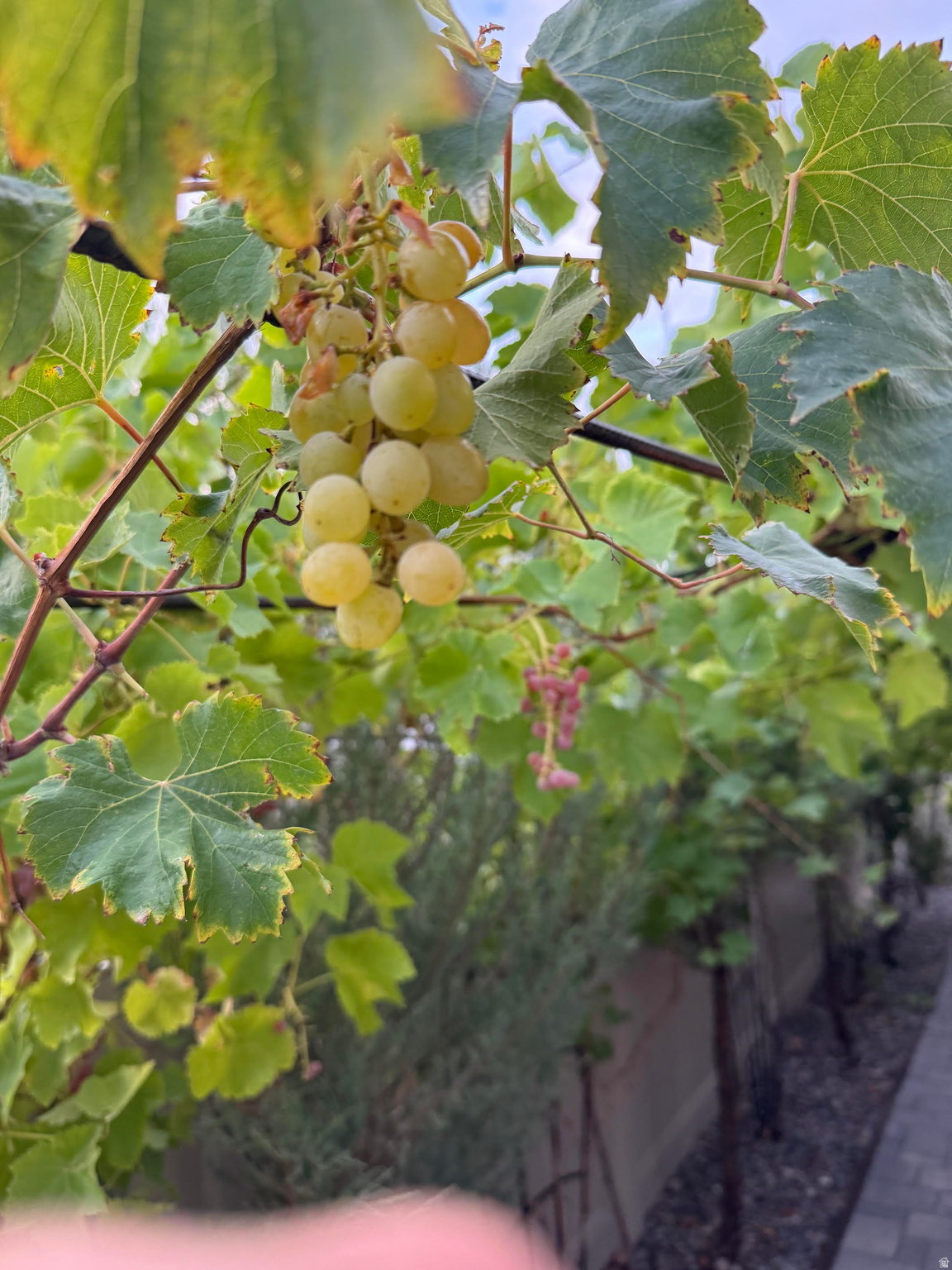 ROSECREST - Residential