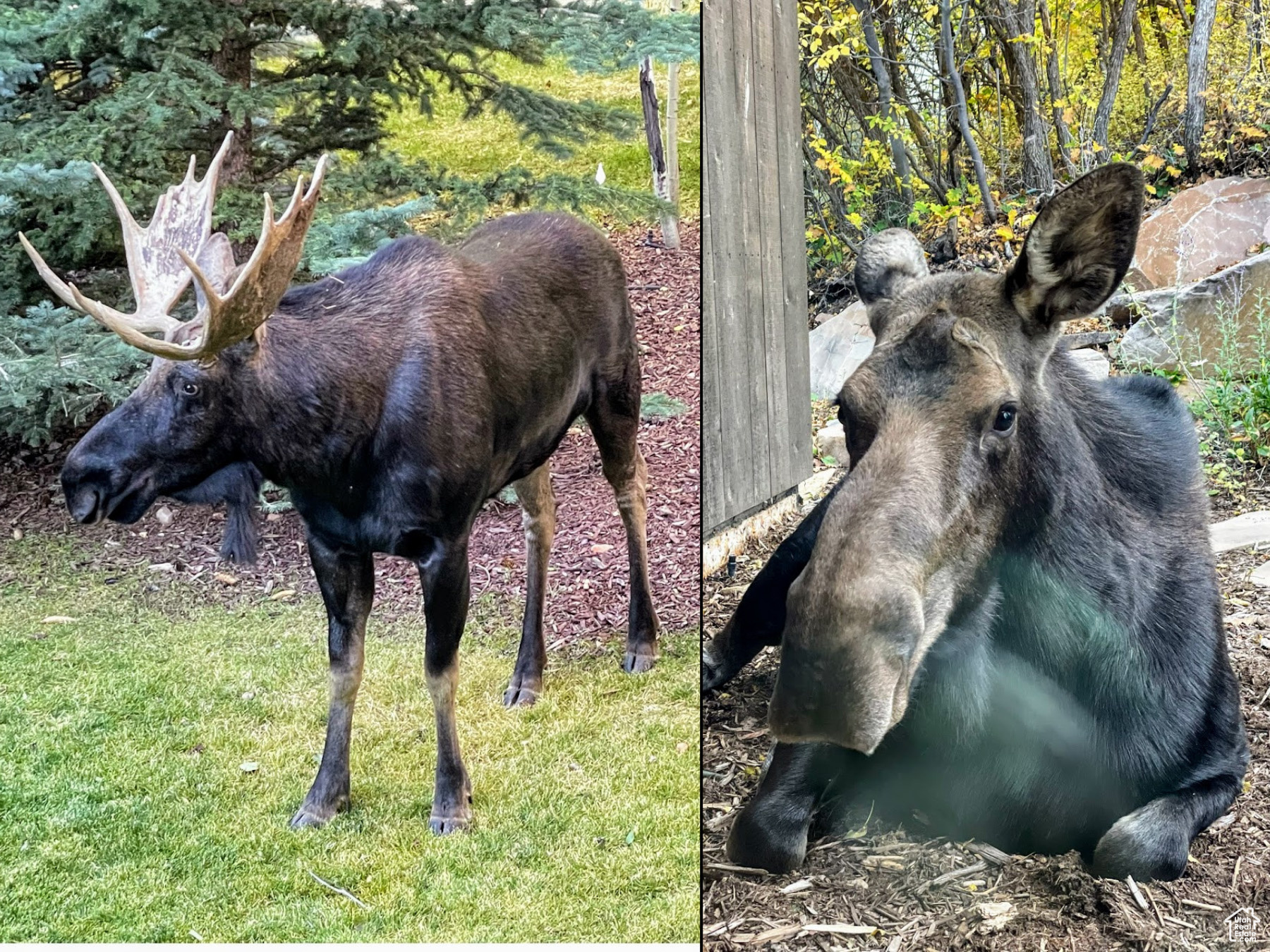 ROYAL OAKS - Residential