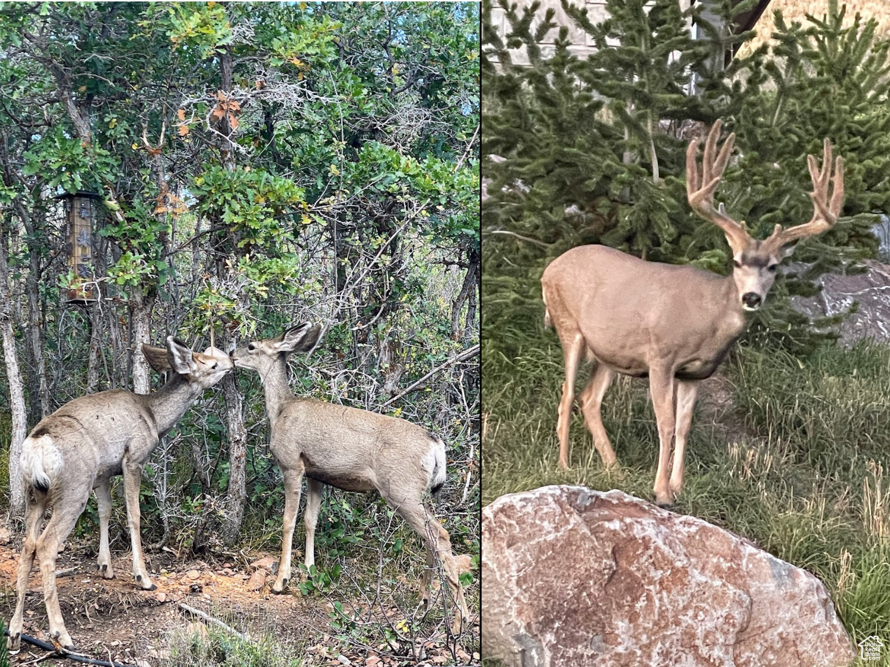 ROYAL OAKS - Residential