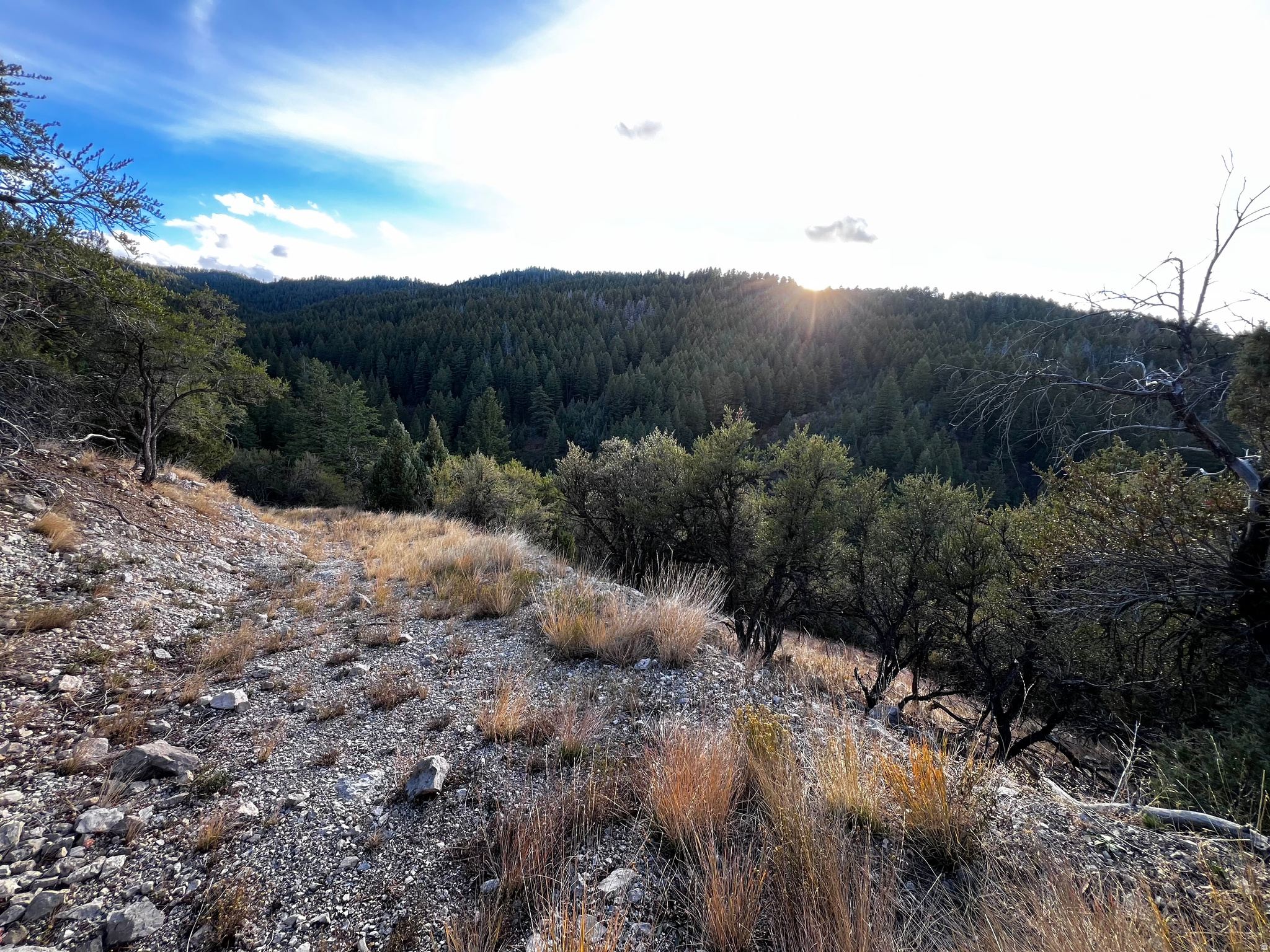 SPRING CREEK ESTATES - Land