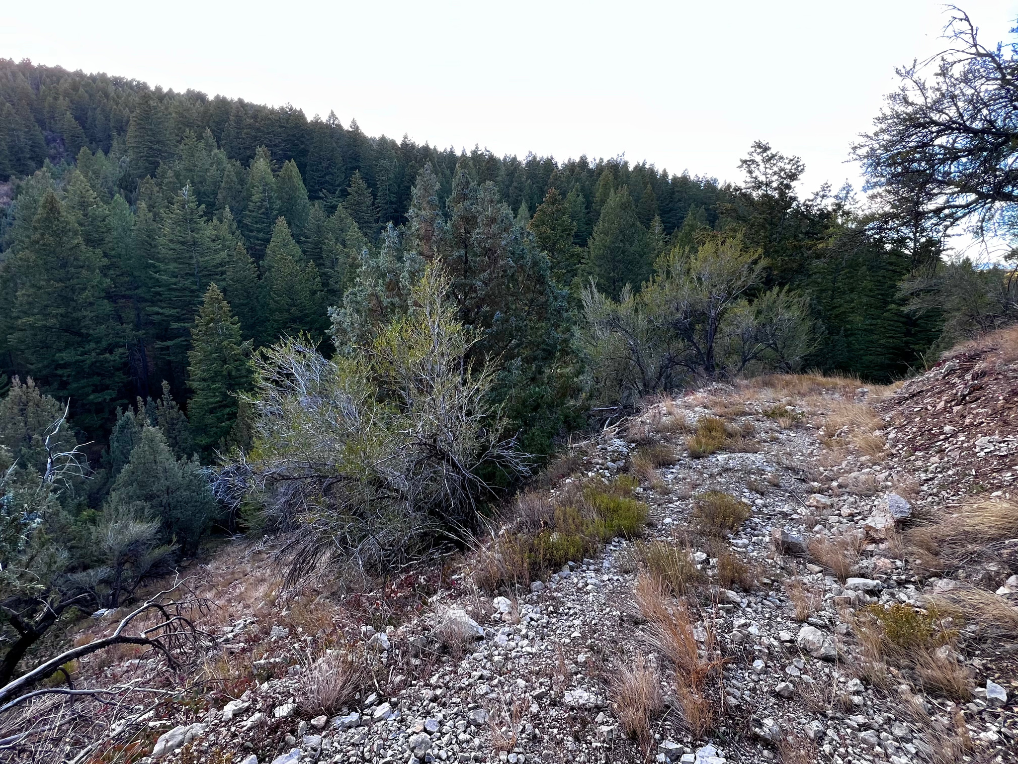 SPRING CREEK ESTATES - Land