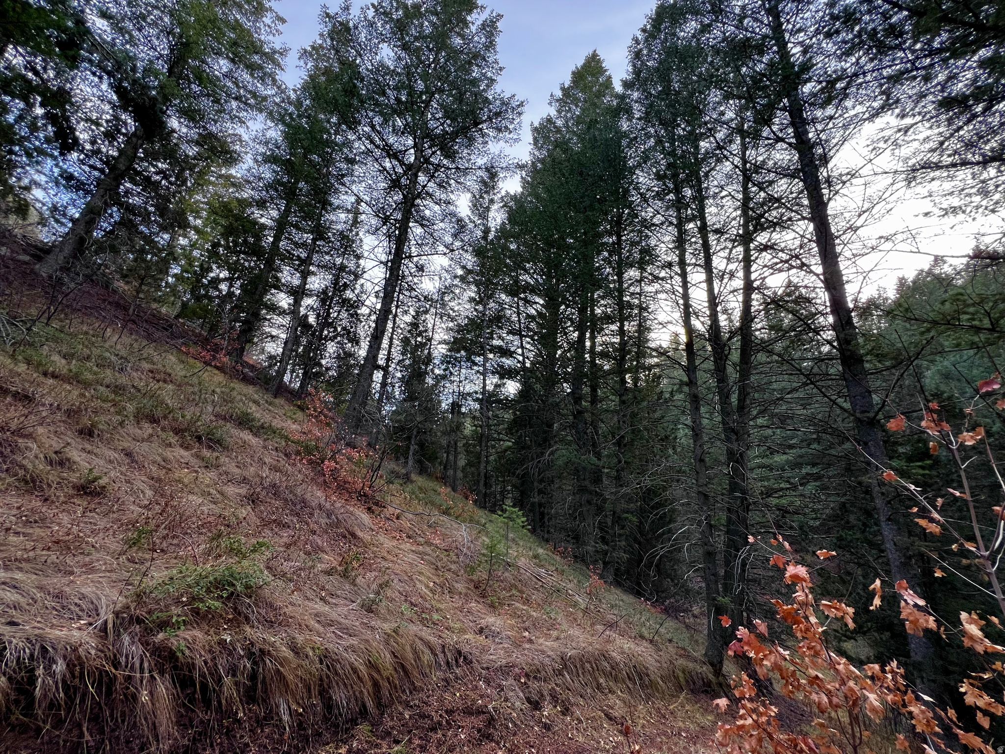 SPRING CREEK ESTATES - Land