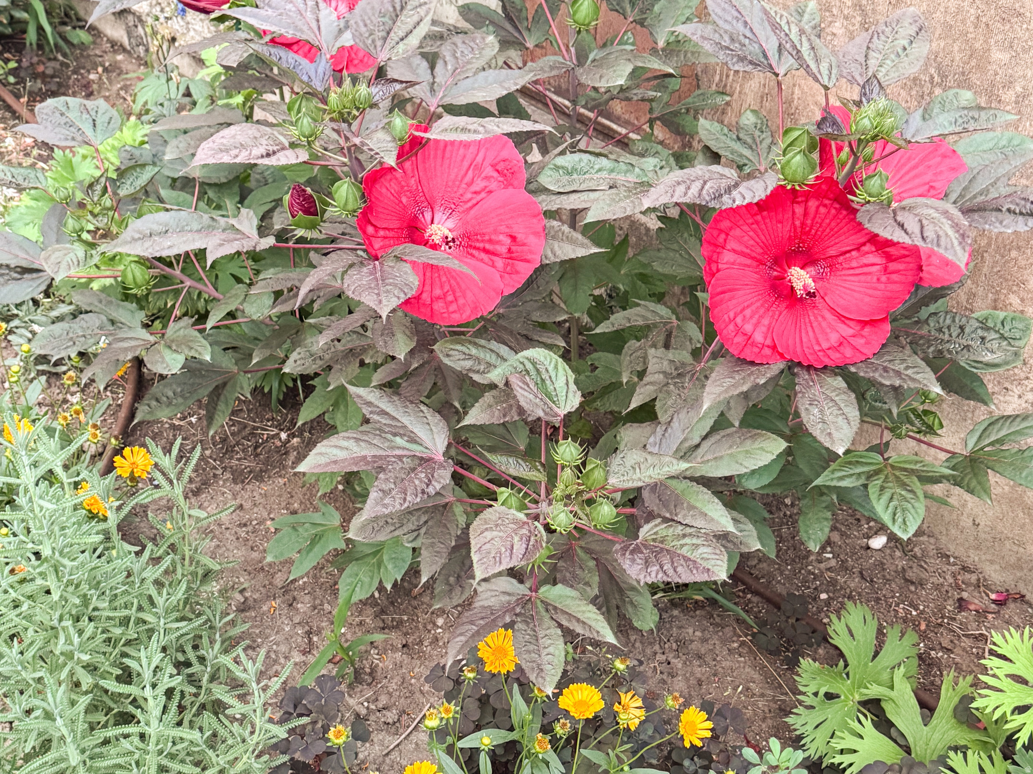 NOB HILL ANNEX - Residential