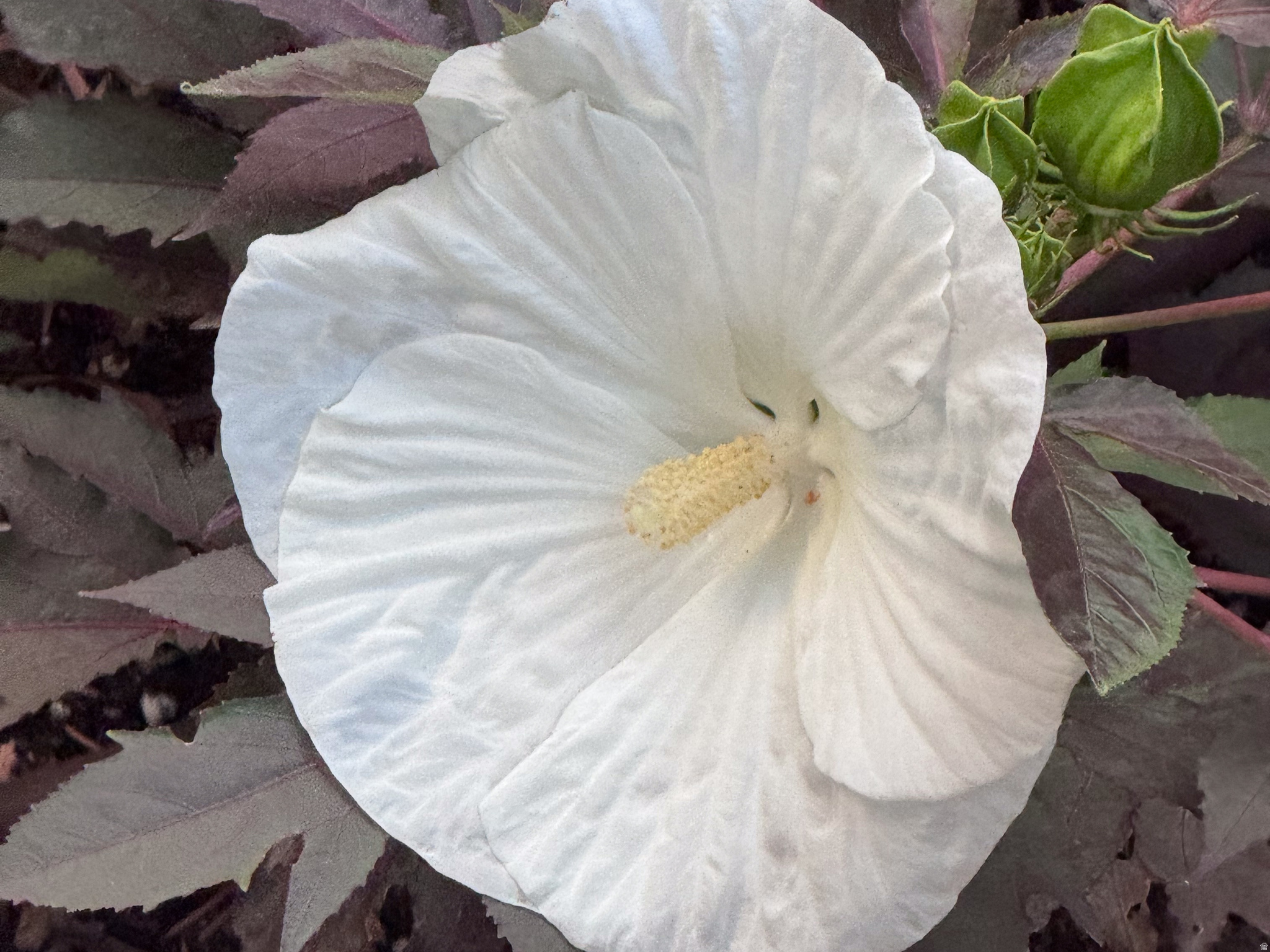 NOB HILL ANNEX - Residential