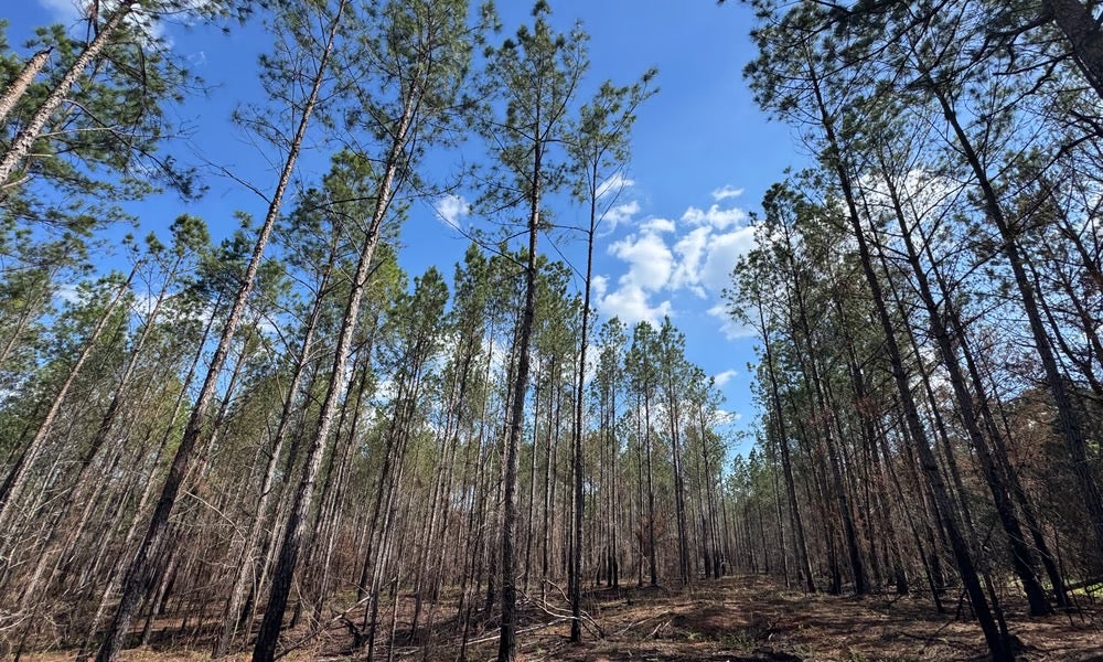 Photo of 0 BARRON'S BRIDGE, Dadeville, AL 36853 (MLS # 181111)