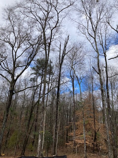 Photo of 1351 OGLETREE Road, Auburn, AL 36830 (MLS # 178863)