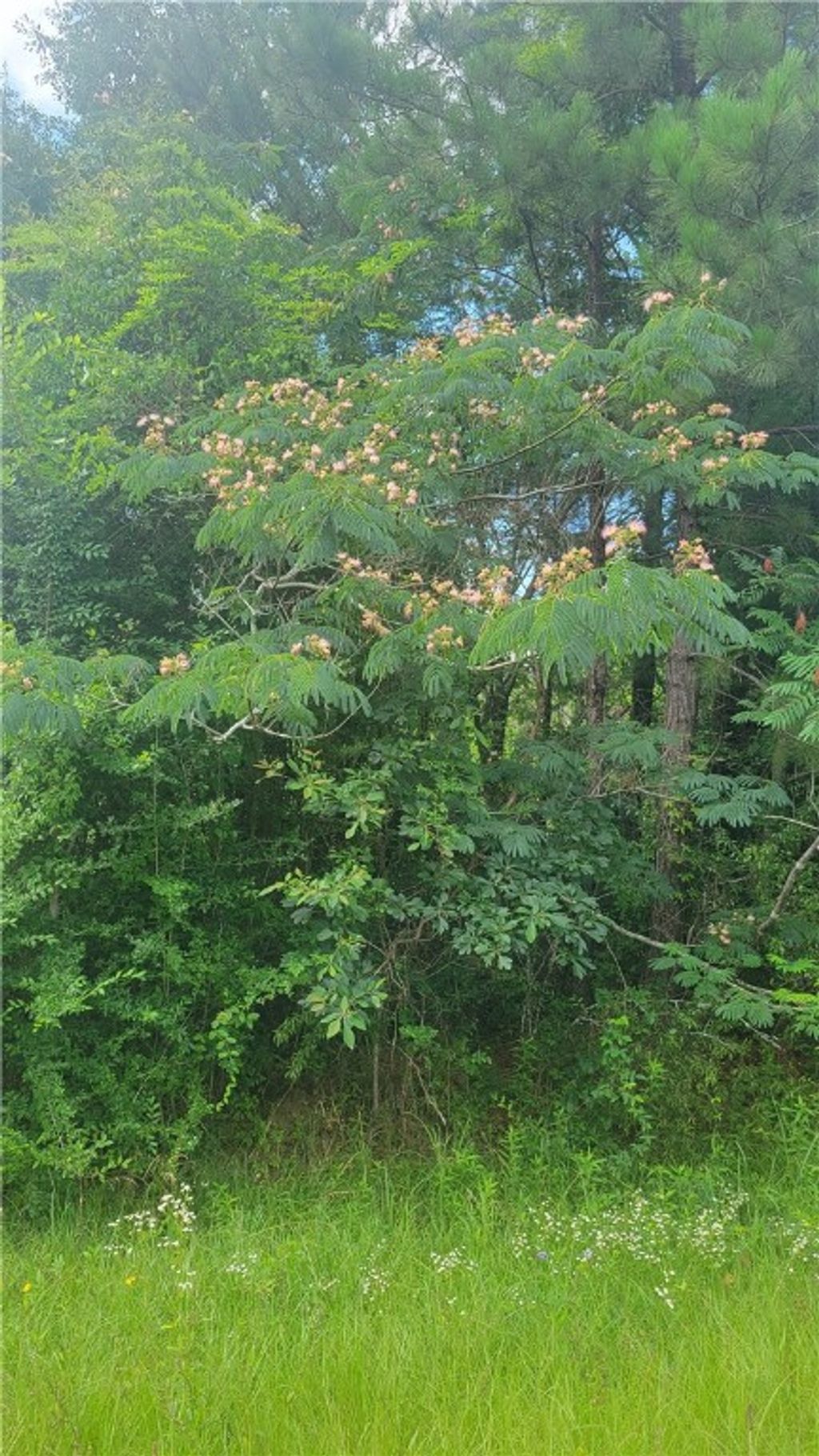 Photo of 00 COUNTY ROAD 9, Tuskegee, AL 36083 (MLS # 175330)