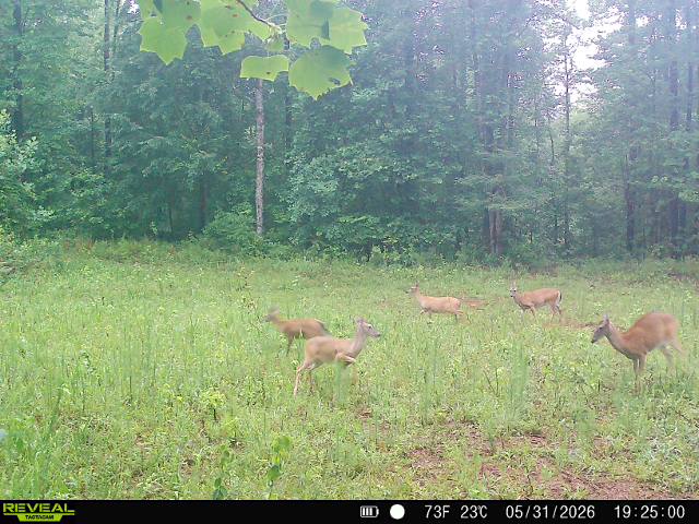 Photo of Goodwater, AL 35072 (MLS # 180928)