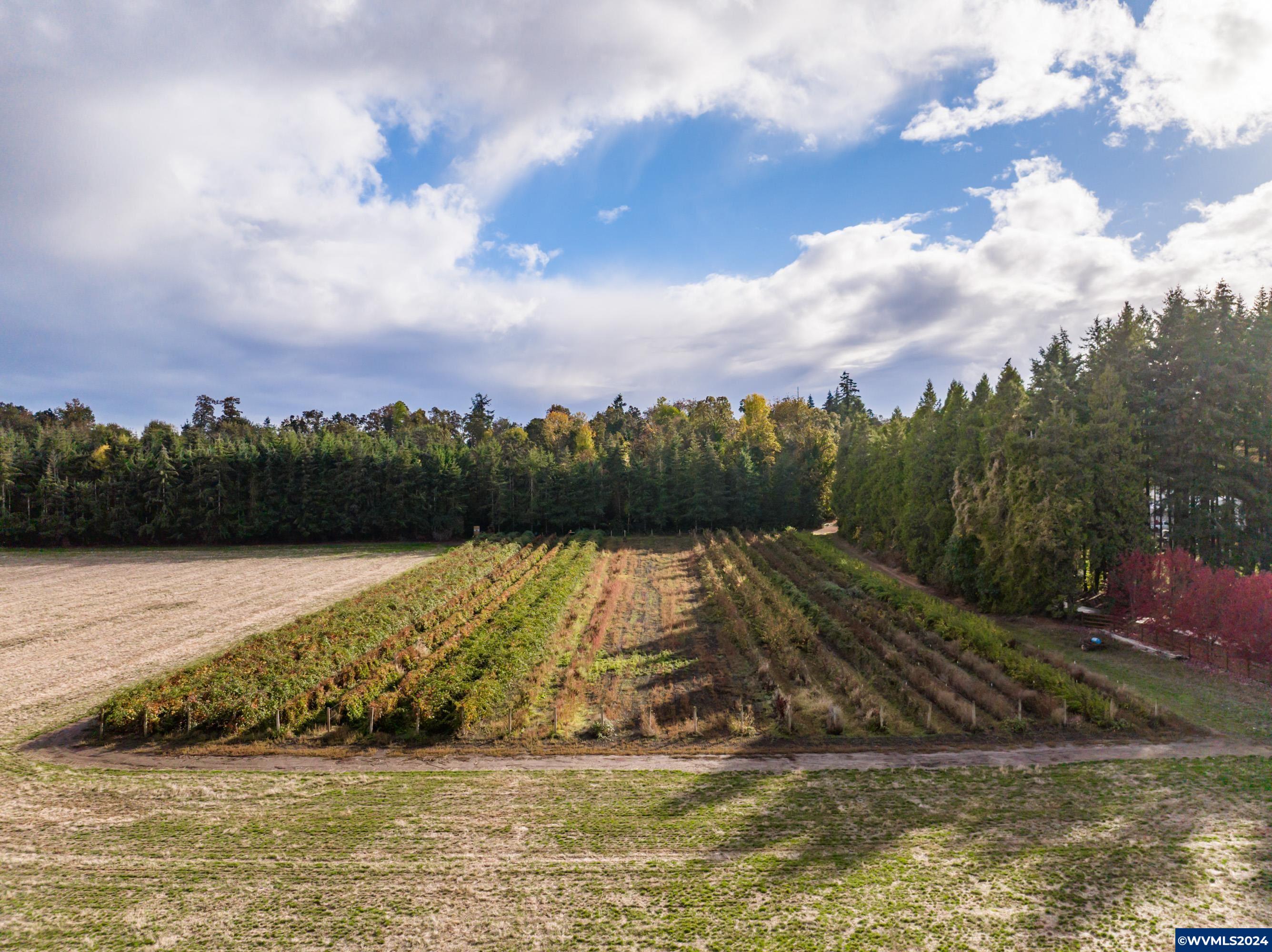 Mt Angel, Oregon 97362, United States, ,Land,Active,37341