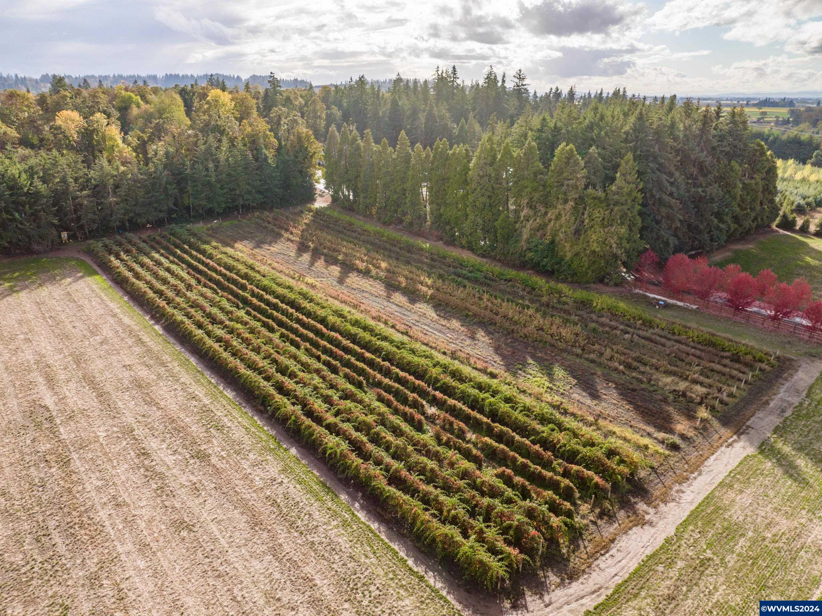 Mt Angel, Oregon 97362, United States, ,Land,Active,37341