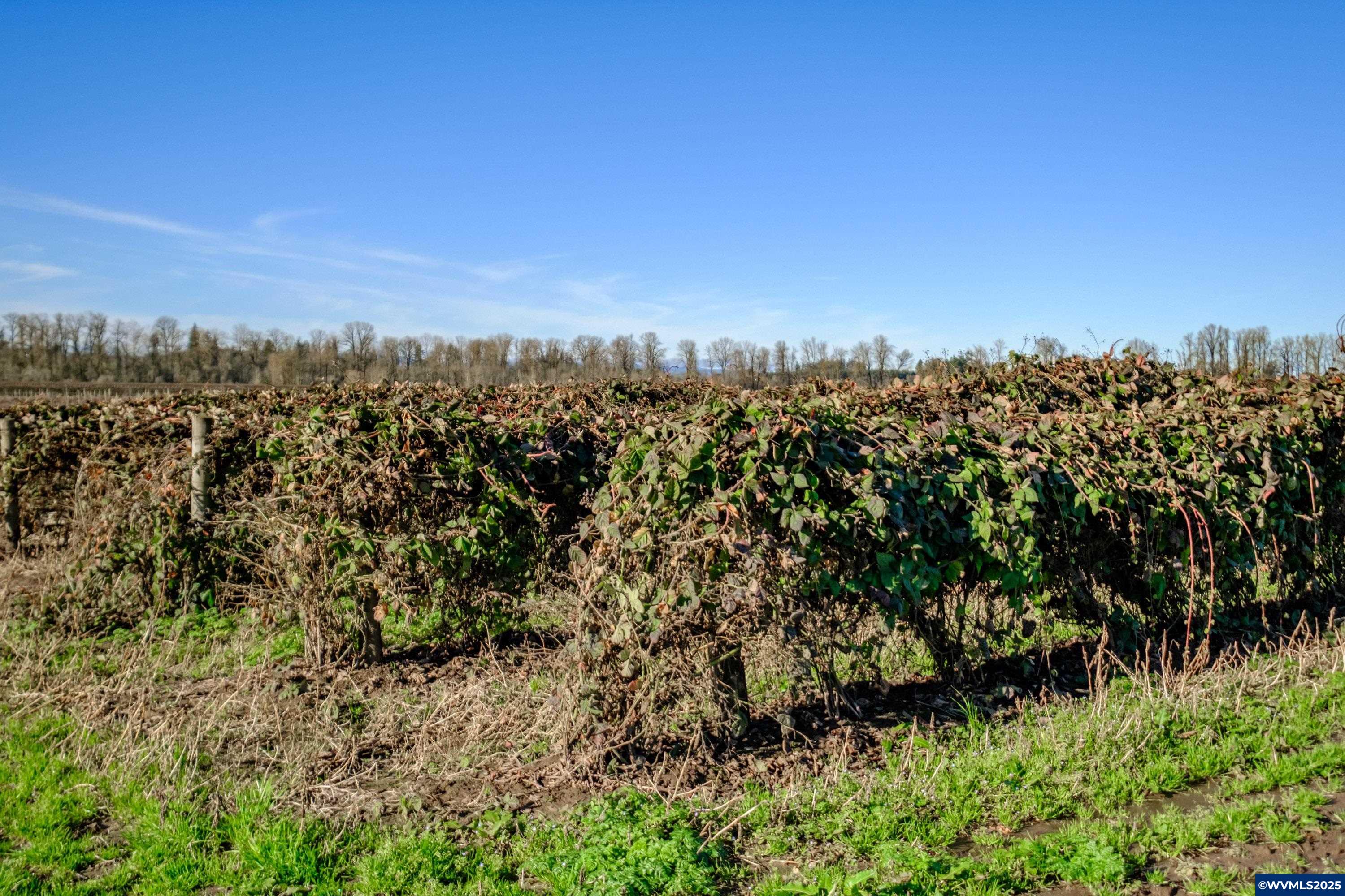 Jefferson, Oregon 97352, United States, ,Land,Pending,8798